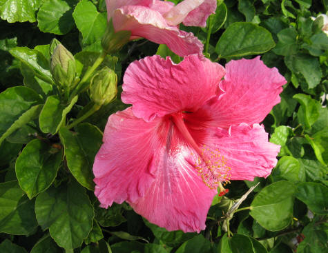 Flowers in Positano Italy